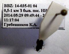 Pionosomus opacellus