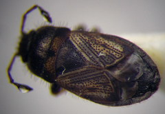 Pionosomus opacellus