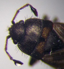 Pionosomus opacellus
