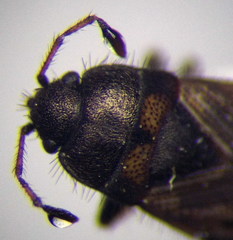 Pionosomus opacellus