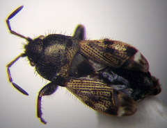Pionosomus opacellus