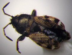 Pionosomus opacellus