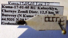 Pionosomus opacellus