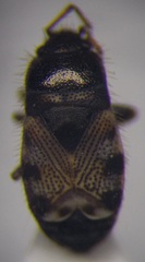 Pionosomus opacellus