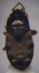 Pionosomus opacellus