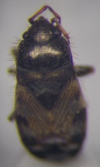 Pionosomus opacellus