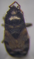Pionosomus opacellus