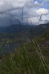 Elymus macrourus