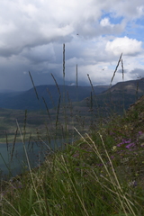 Elymus macrourus