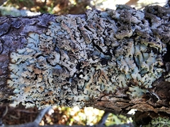 Hypogymnia austerodes