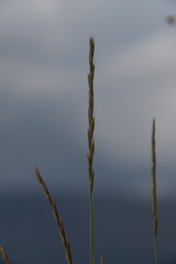 Elymus macrourus
