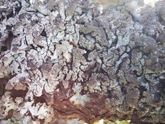 Hypogymnia austerodes