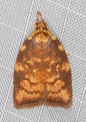 Pycnozancla epiprepes