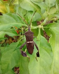 Leptoglossus phyllopus