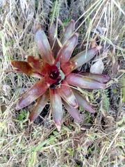 Guzmania gloriosa