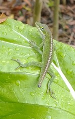 Anolis carolinensis