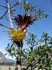 Guzmania gloriosa