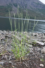 Elymus mutabilis