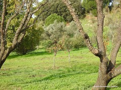 Quercus rotundifolia