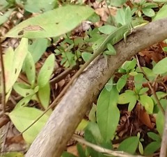 Anolis carolinensis