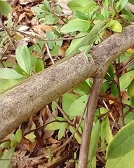 Anolis carolinensis