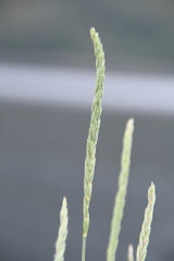 Elymus mutabilis
