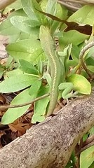 Anolis carolinensis