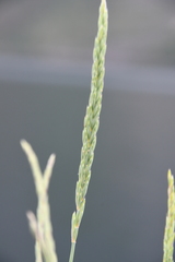 Elymus mutabilis
