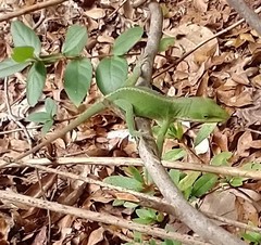 Anolis carolinensis