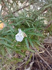 Salvia rosmarinus