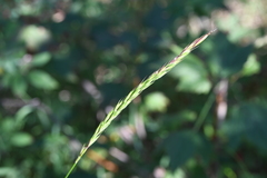 Elymus mutabilis