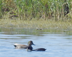 Anas platyrhynchos × Mareca strepera