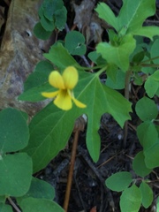 Viola lobata