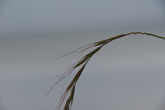 Elymus confusus