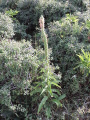 Digitalis ferruginea
