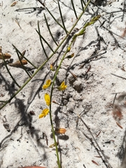Lebeckia plukenetiana