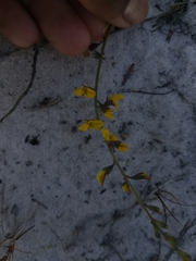 Lebeckia plukenetiana