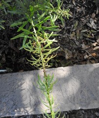 Podocarpus macrophyllus