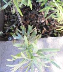 Podocarpus macrophyllus