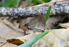 Synapte malitiosa antistia