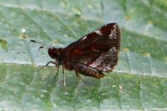 Ginungagapus ranesus
