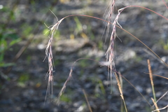 Elymus confusus