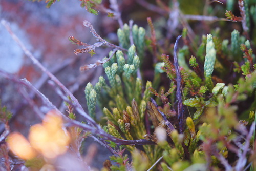 Lycopodium alpinum iNat (1)