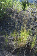 Elymus confusus