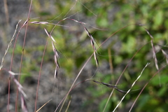 Elymus confusus