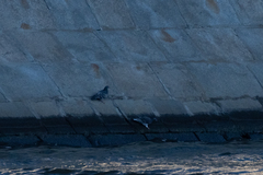 Columba livia domestica