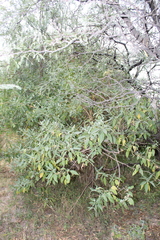 Buddleja sessiliflora