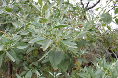 Buddleja sessiliflora