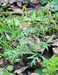 Corydalis tarkiensis