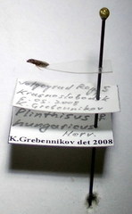 Plinthisus longicollis